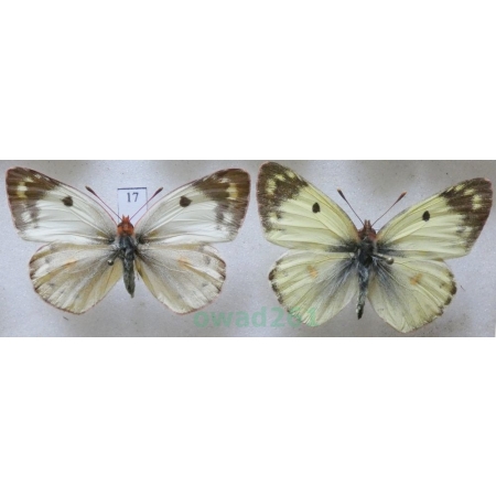 Colias hyale (Linnaeus, 1758) pair Szlaczkoń siarecznik Czech17